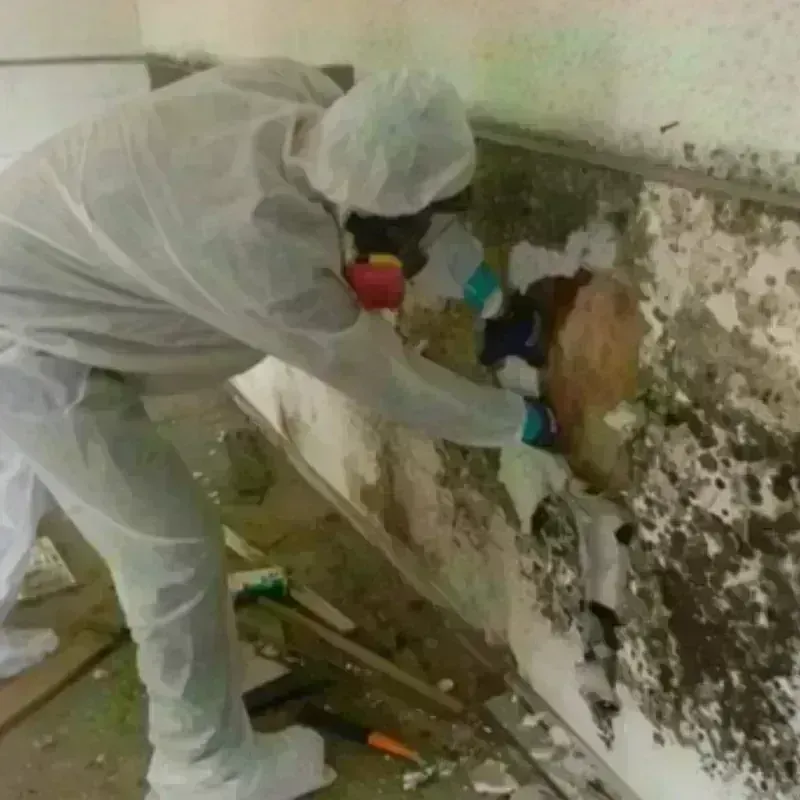 Mold Remediation and Removal in Beverly Hills, FL